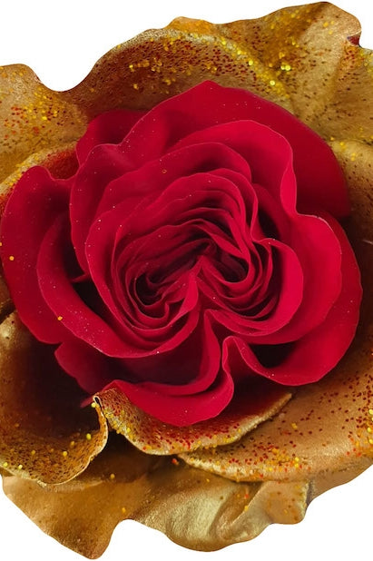 heart of gold rose