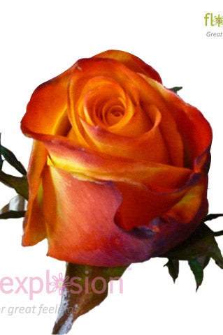 Helio Yellow & Red Rose