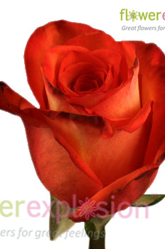 High & Orange Rose