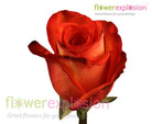 High & Orange Rose