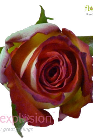 High Society Red & Cream Rose