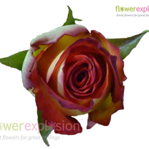 High Society Red & Cream Rose