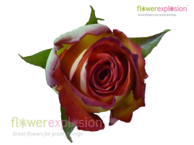 High Society Red & Cream Rose