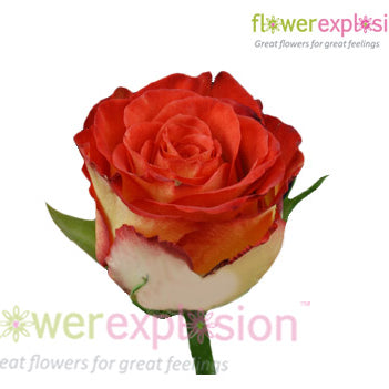 High Society Red & Cream Rose