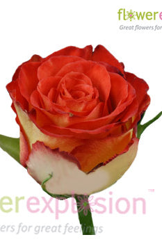 High Society Red & Cream Rose