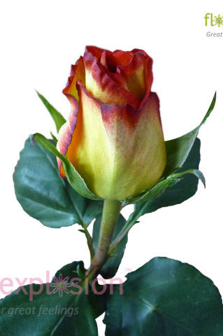 High Magic Yellow & Red Rose