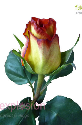 High Magic Yellow & Red Rose