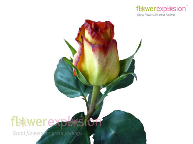 High Magic Yellow & Red Rose