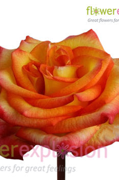 High Magic Yellow & Red Rose