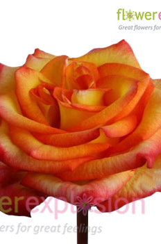 High Magic Yellow & Red Rose
