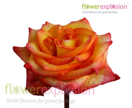 High Magic Yellow & Red Rose