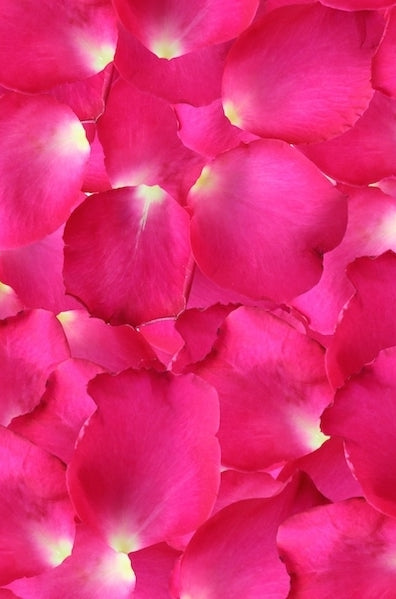Hot Pink Rose Petals