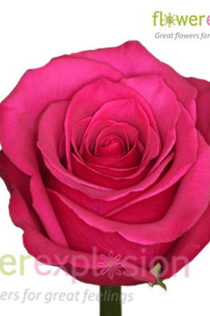 Hot Princess Pink Rose
