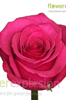 Hot Princess Pink Rose