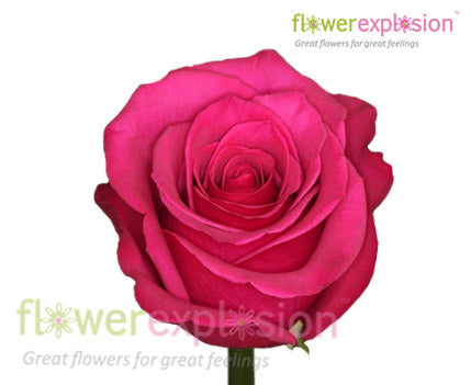 Hot Princess Pink Rose