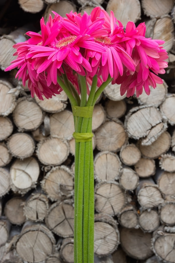 Hot Pink Gerber Daisies