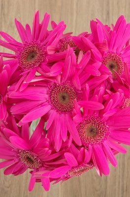 Hot Pink Gerbera