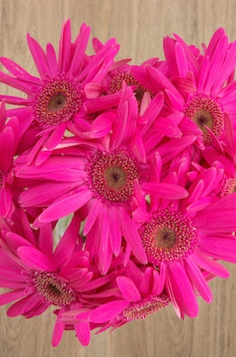 Hot Pink Gerbera