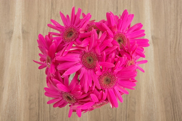 Hot Pink Gerbera