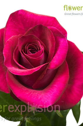 Hot Lady Pink Rose
