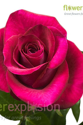 Hot Lady Pink Rose