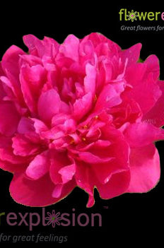Hot Pink Peonies January February