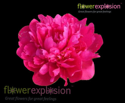 Hot Pink Peonies January February