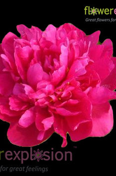 Hot Pink Peonies November December