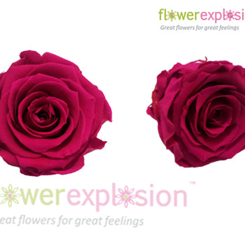 Hot Pink Preserved Rose
