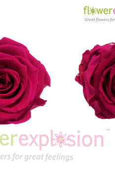 Hot Pink Preserved Rose