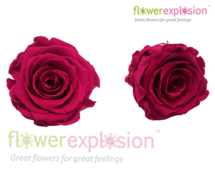 Hot Pink Preserved Rose