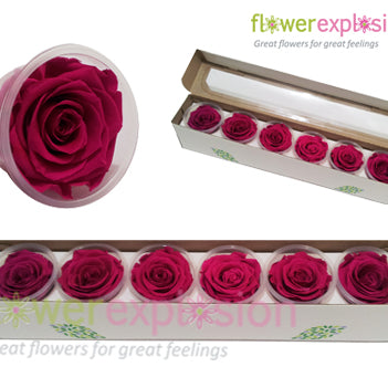 Hot Pink Preserved Rose