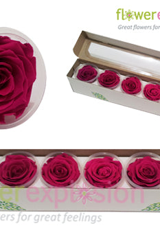 Hot Pink Preserved Rose