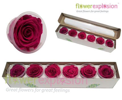 Hot Pink Preserved Rose