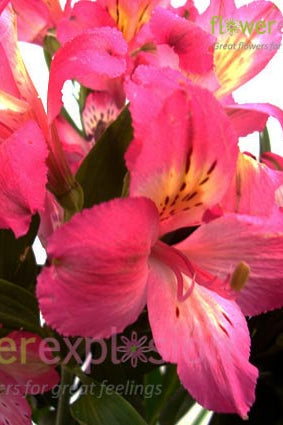 Hot Pink Alstroemerias