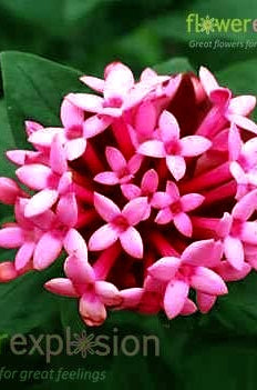 Pink Bouvardia