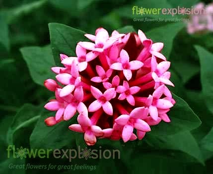 Pink Bouvardia