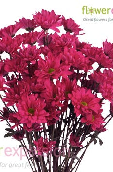 Hot Pink Daisy Poms