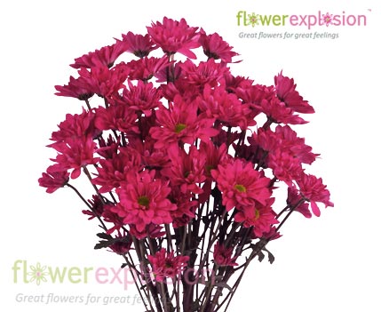 Hot Pink Daisy Poms