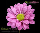Hot Pink Daisy Poms