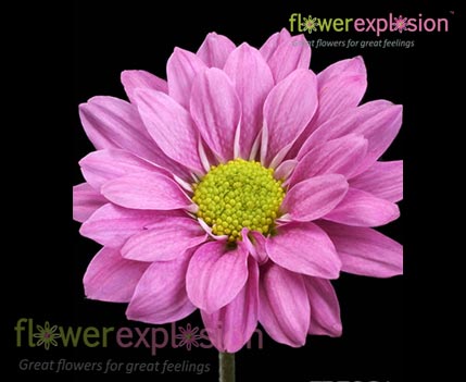 Hot Pink Daisy Poms