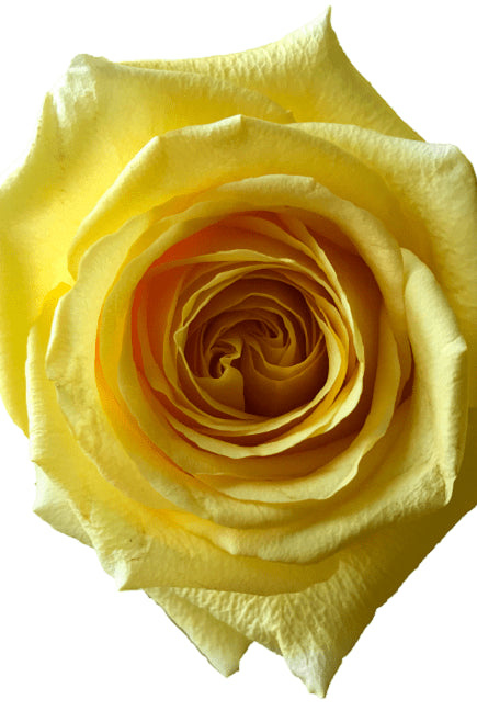 Hummer Rose