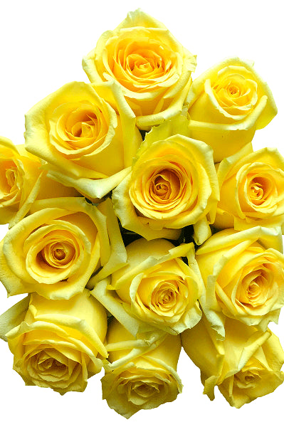 Hummer Yellow Roses