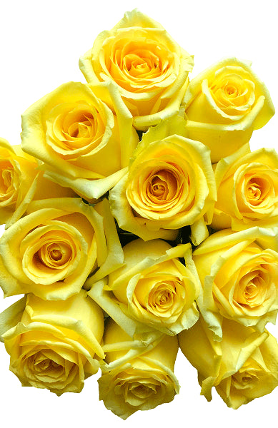 Hummer Yellow Roses