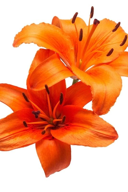 Orange Hybrid Lily