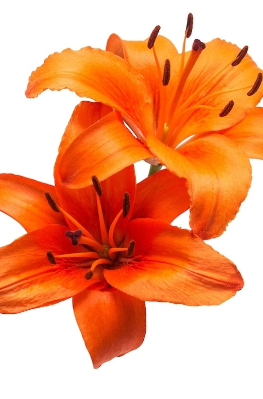 Orange Hybrid  Lily