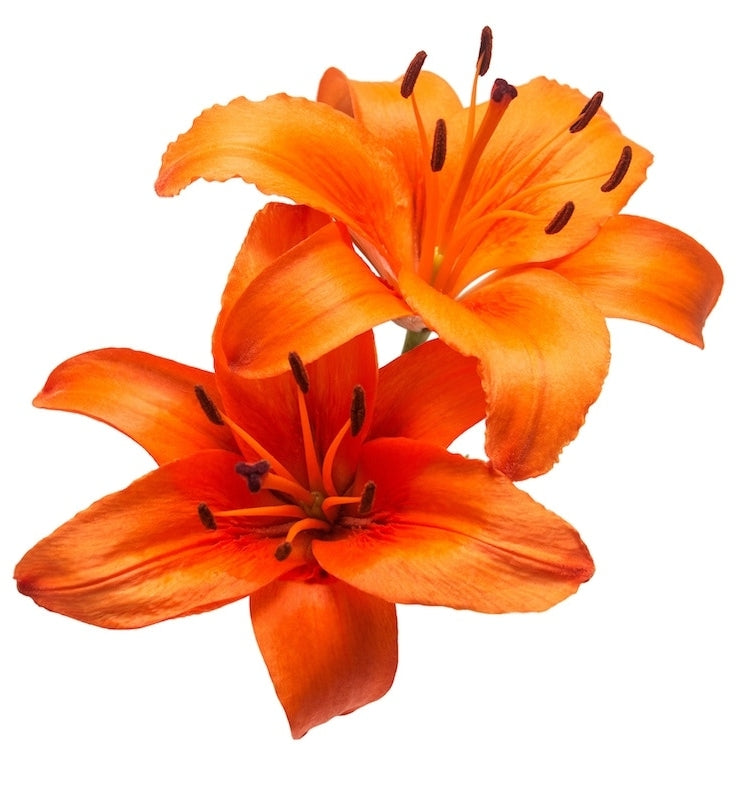 Orange Hybrid  Lily