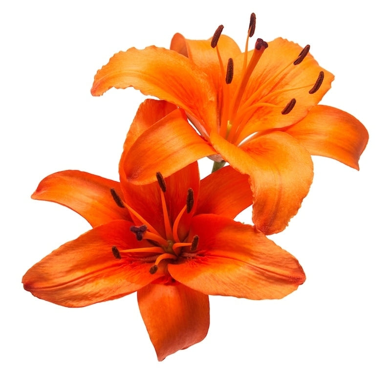 Orange Hybrid Lily