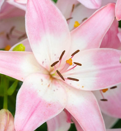 Pink Hybrid Lily