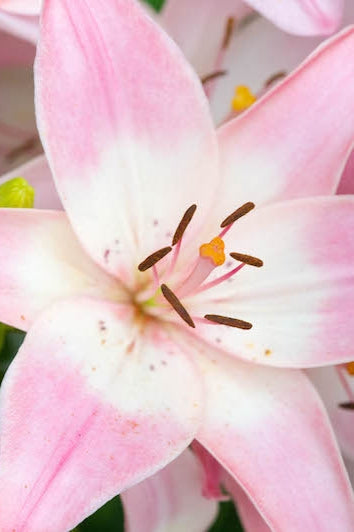 Pink Hybrid Lily